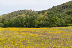 Overview of CERCLA's strict liability framework, holding property owners accountable for environmental contamination.