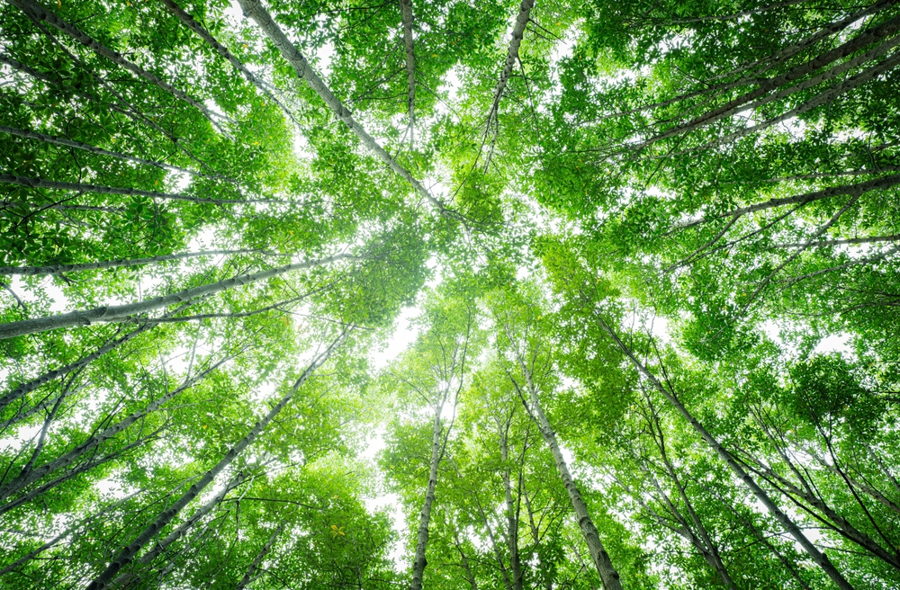 The Intersection of Climate Change and Environmental Law in California